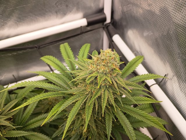 FastBuds Photo-Lemon Mandarin  — flower, day 128