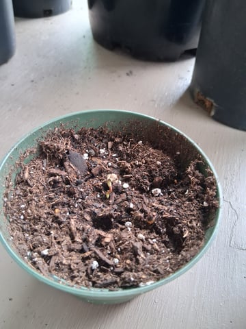 My First Grow — germination, day 2