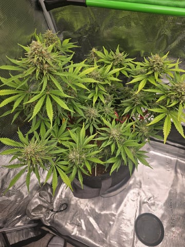 Gummies Bear & Blackberry Auto — flower, day 63