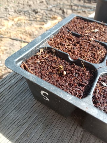 Grow 2026 — germination, day 3