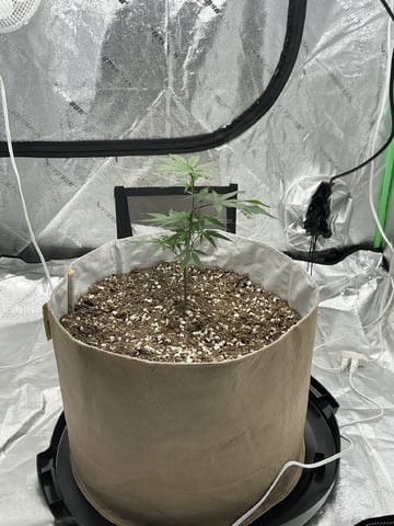 Crucible — vegetative, day 10
