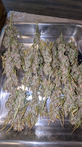 Strawberry Cheesecake Seedsman Seeds Autoflowers x2 — flower, day 107