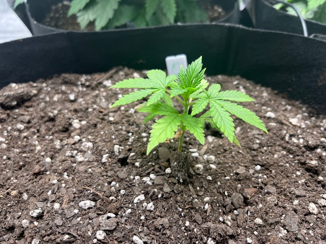 My First Four — vegetative, day 35