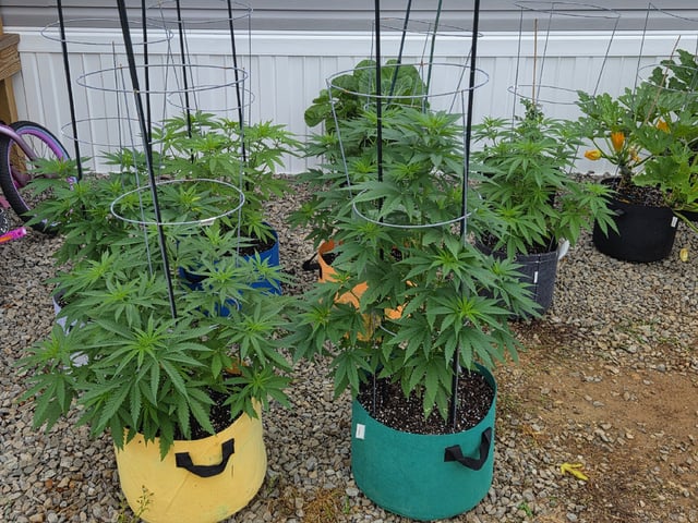 Outdoors L.S.D and Cinderalla 99 