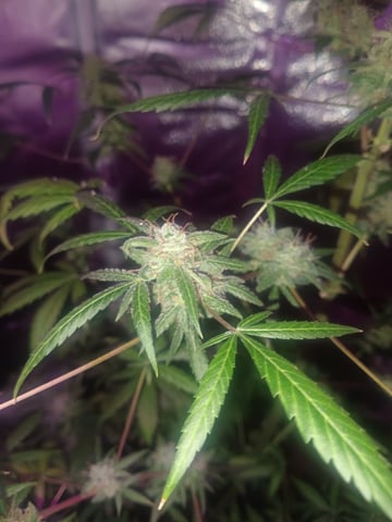 aurora auto — flower, day 98