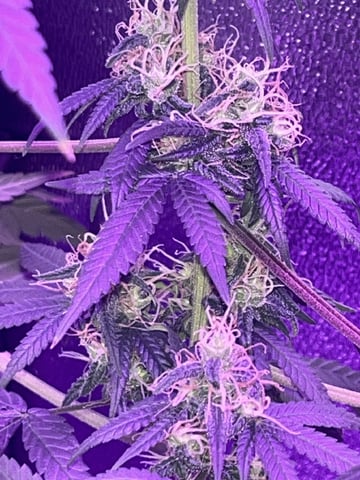 First attempt grow 😶‍🌫️