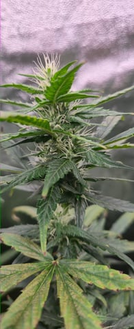 DeathStar, Grease Monkey, Goat Latto, Northern Lights — vegetative, day 75