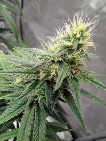 Black African Magic — flower, day 100