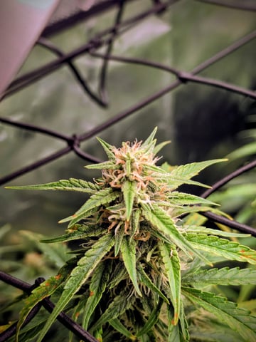 First attempt at planting some seeds — flower, day 67