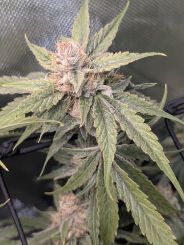 Cinderella 99 -C99 — harvest, day 117
