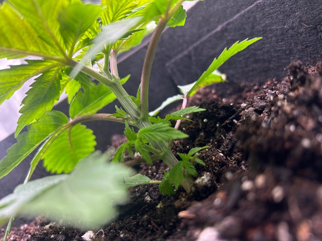 2025-26 harvest INDOOR — vegetative, day 56
