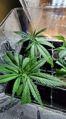 Skunk #1 Clone (Regular Female)  — germination, day 5