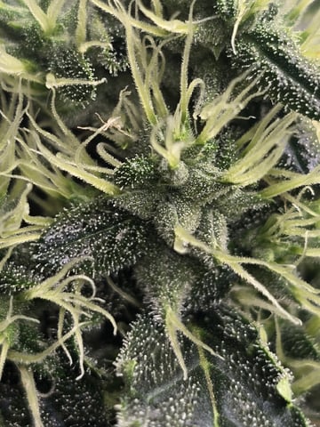 Glookies by Barneys Farm