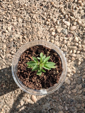 My First Grow — vegetative, day 35