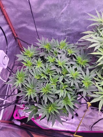 6th Grow