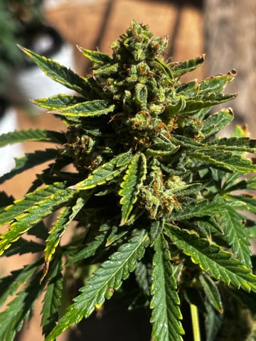 Autoflowers — harvest, day 69