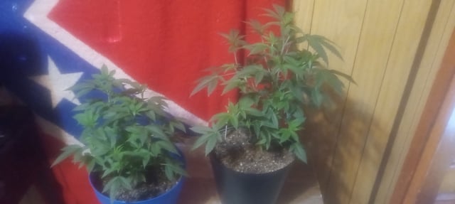 frst grow tent grow — vegetative, day 34