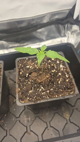 lilac diesel Rbx2 — seedling_rooting, day 13
