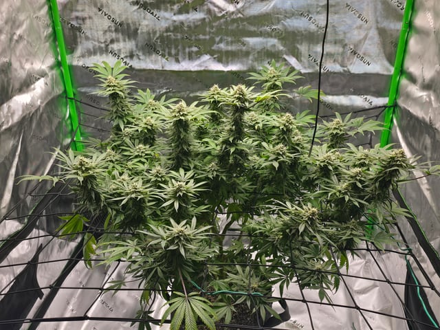 First grow — flower, day 101