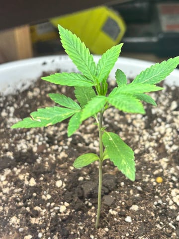 First ever grow — vegetative, day 27