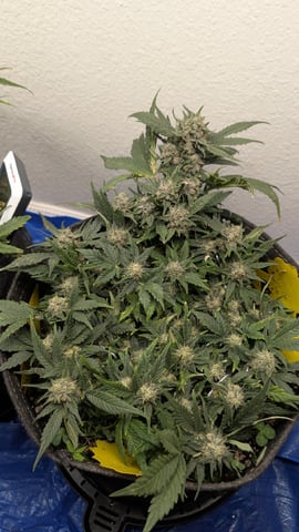 mephisto winter 2026 — flower, day 60