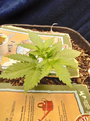 jay seaton  — done, day 155