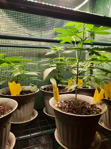 missing pieces — vegetative, day 43