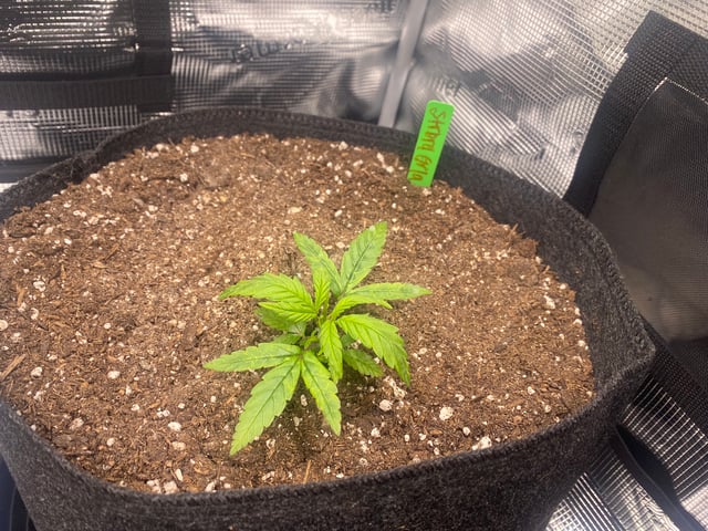 Auto Run #1 2025-2026 — vegetative, day 31