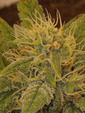   and one L.a kush cake . — flower, day 133