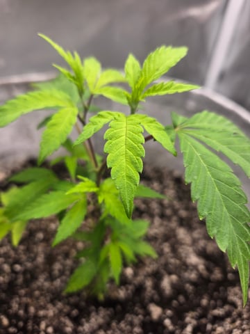 Looking for advice! — vegetative, day 11