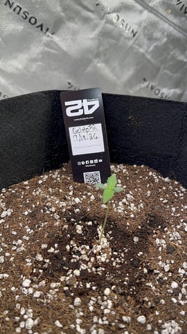 Good Genetix Vs. Fast Budz  — auto, day 4