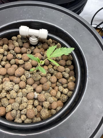 cookie breath 1&2 — vegetative, day 1