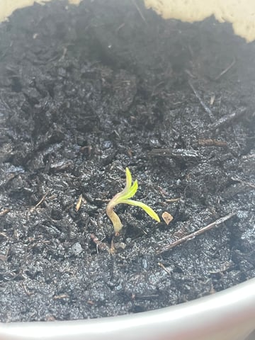 Growing speed  — grow_setup, day 1