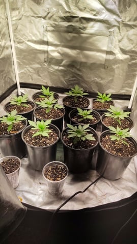 Black Hole Berry — grow_setup, day 15