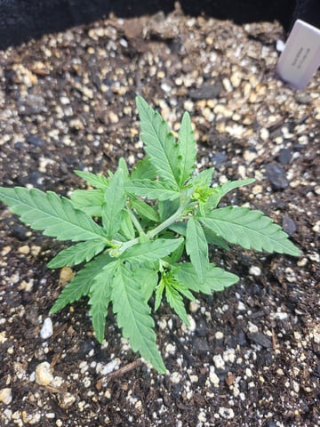 Black Widow  — vegetative, day 7