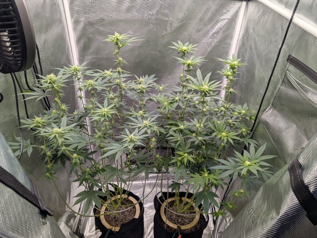 Exotic Genetix Donut Holes & Holiday Special 2025 — flower, day 15