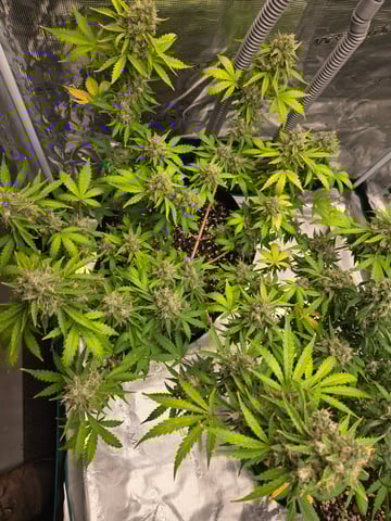 3rd Grow 3x3 tent — flower, day 79