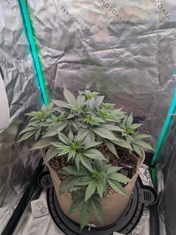 Piggy Stardust — vegetative, day 36