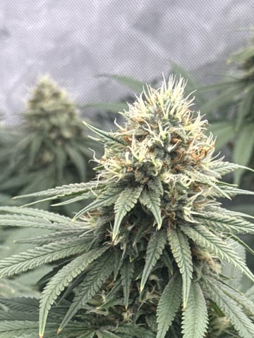 Another hard start! — flower, day 86