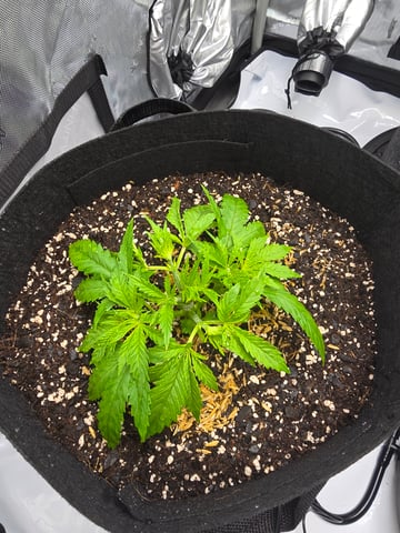 Purple Haze  — vegetative, day 14