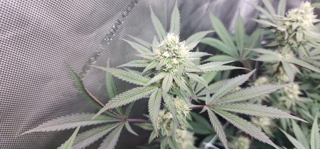 First clones (Dr nefario)  — flower, day 60