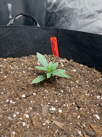 peaceful grow 1 — seedling_rooting, day 8