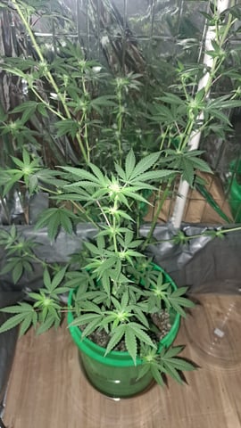 b1. — flower, day 99