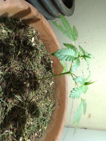 My 1st grow 2 big pots 9 small containers — vegetative, day 10