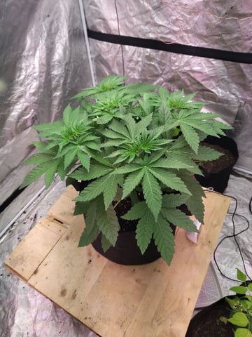 Maui wowie  — vegetative, day 42