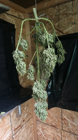 First ever grow — harvest, day 95