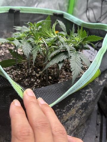 Indoor & Outdoor Grow 6 — flower, day 28
