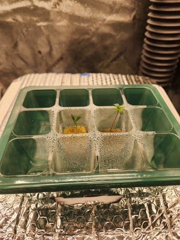 Wedding Cake Auto — seedling_rooting, day 10