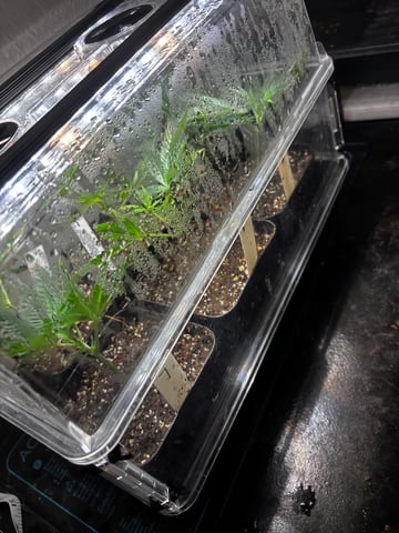 Pink Passion Fruit — vegetative, day 43