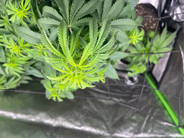 My First Four — flower, day 55